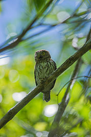 Picture 'Cub1_2_05436 Cuban Pygmy Owl, Owl, Cuba'